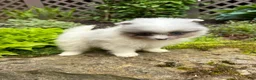 Pomeranian dogs for sale: Charlie - Ad 6
