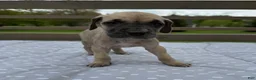 Great Dane dogs for sale: Ditalini (Purple) - Ad 4