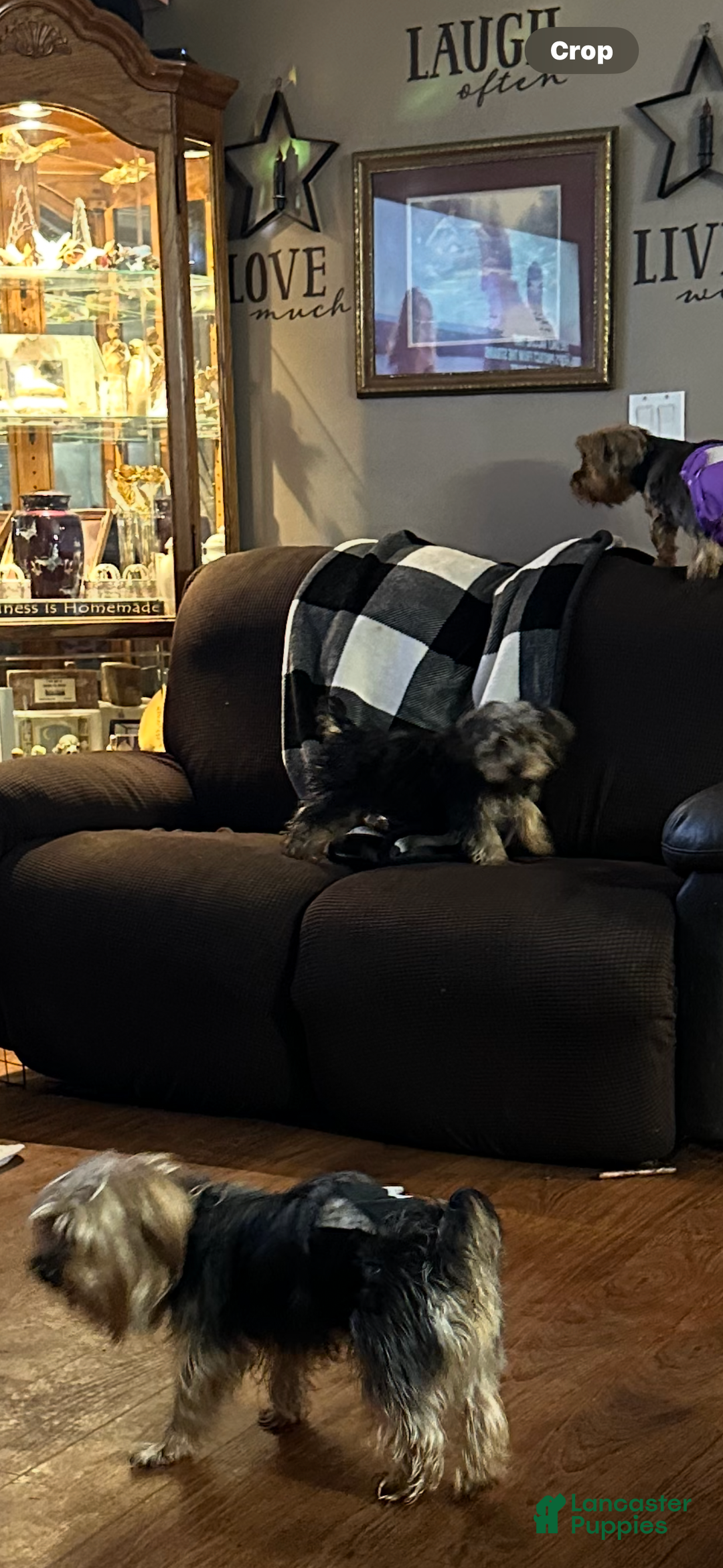 Yorkshire Terrier dogs for sale: Moes Tiny baby boy - Ad 9