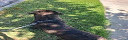 Cane Corso dogs for sale: Cane Corso 1 - Ad 4