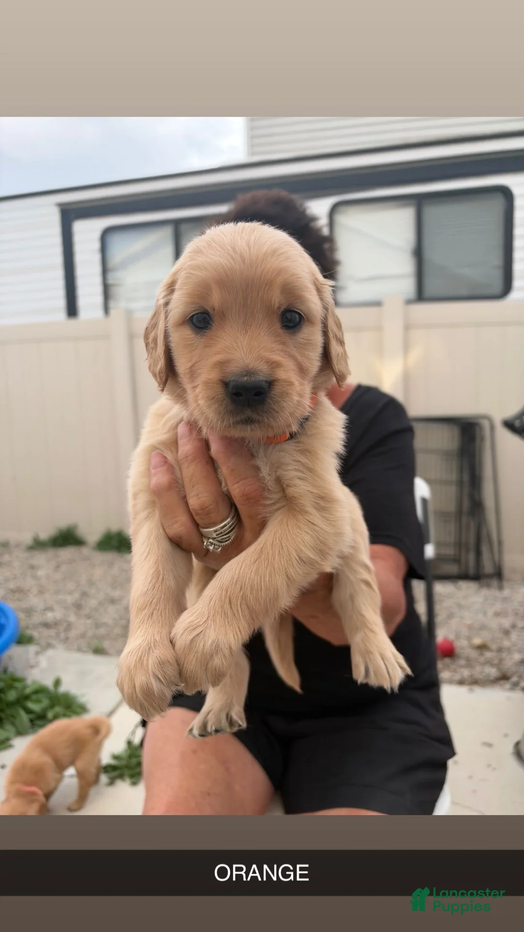 Golden Retriever dogs for sale: Orange Collar - Ad 1