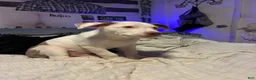 American Pit Bull Terrier dogs for sale: American Pit Bull Terrier 1 - Ad 2