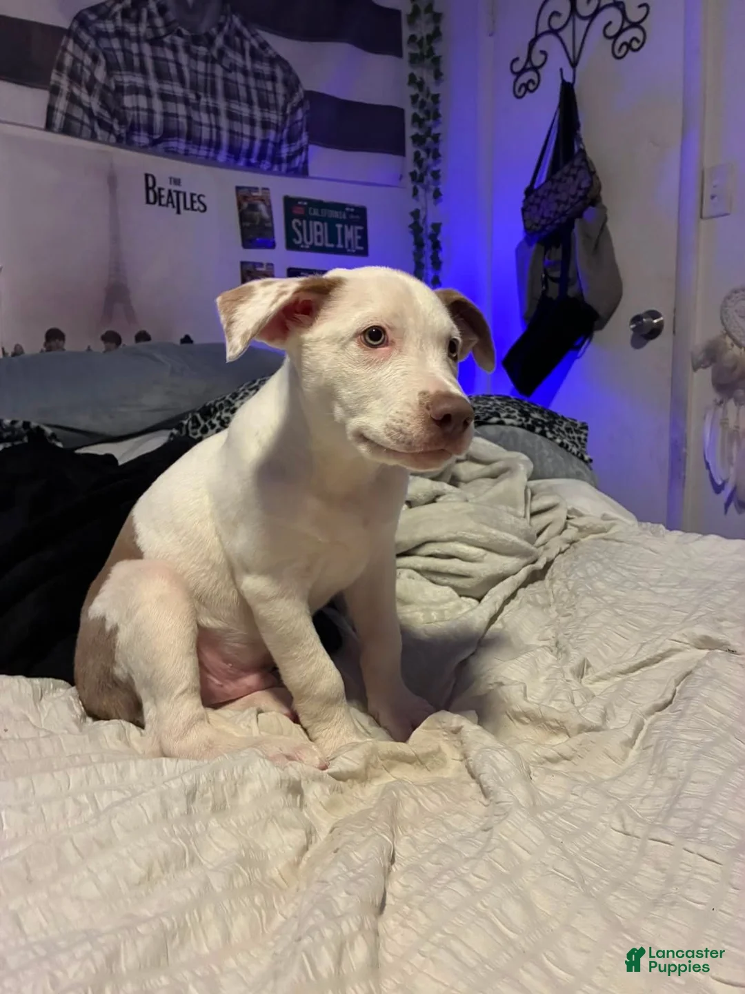 American Pit Bull Terrier dogs for sale: American Pit Bull Terrier 1 - Ad 2