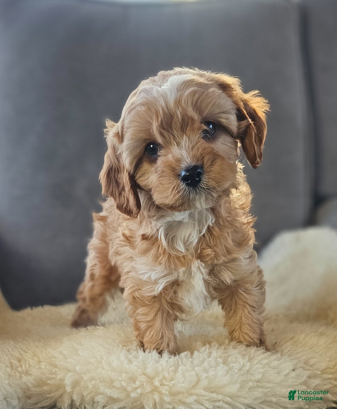 Cavapoo dogs for sale: Maverick  - Ad 1