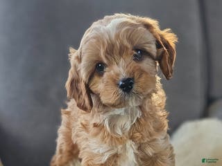 Cavapoo dogs Maverick - Ad 16