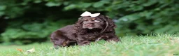 Cocker Spaniel dogs for sale: Ava - Ad 7