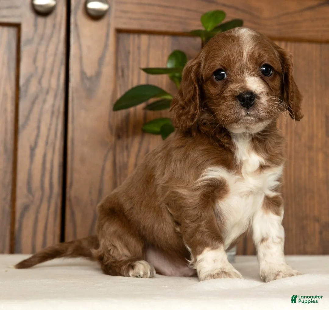 Cavapoo dogs for sale: Maverick - Ad 5