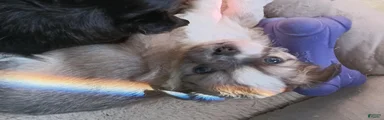 Chihuahua 2 BLUE BOY
