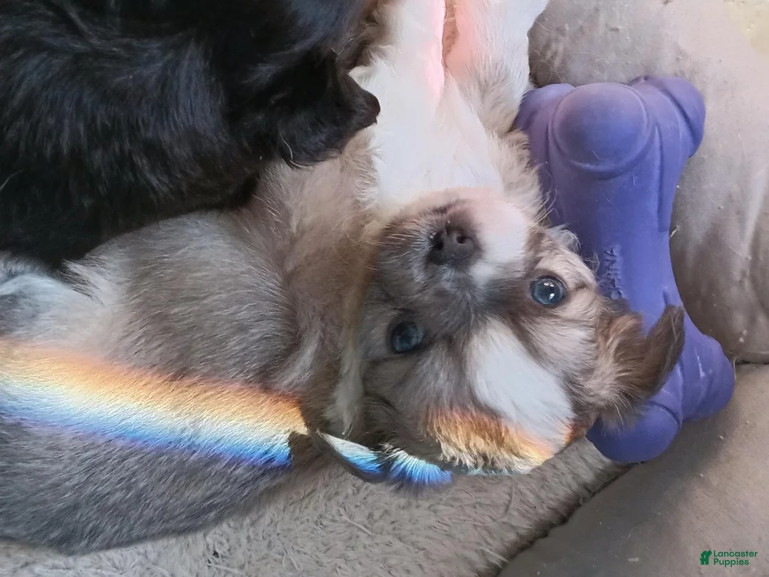 Chihuahua dogs for sale: Chihuahua 2 BLUE BOY - Ad 1