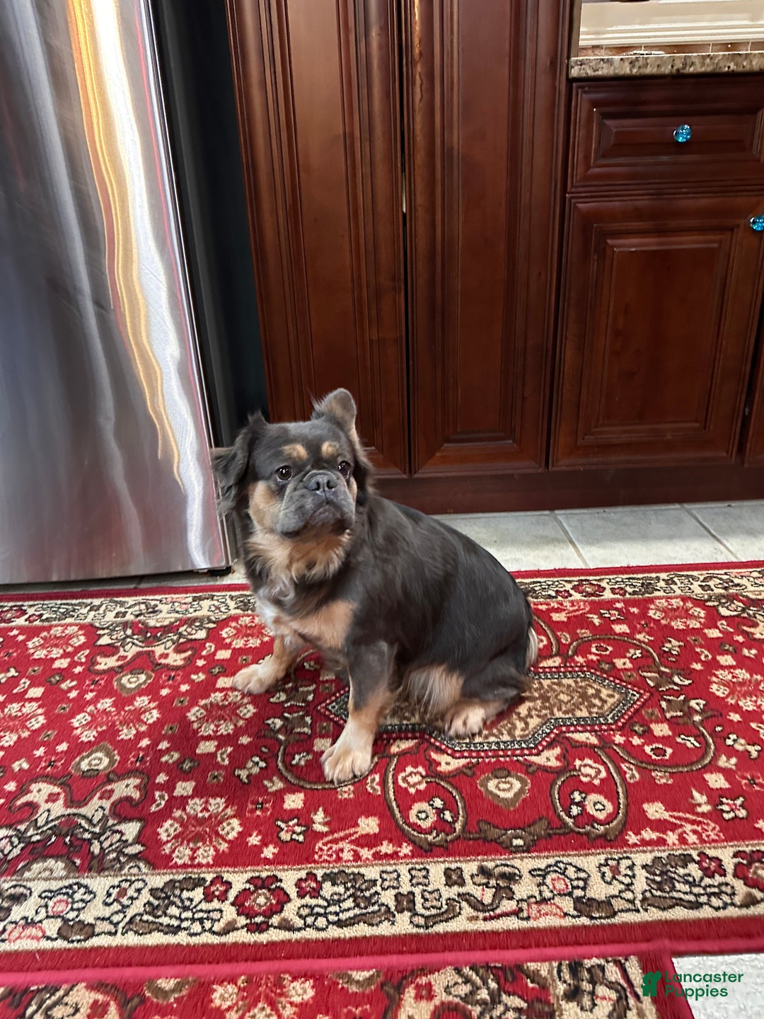 French Bulldog dogs for sale: Lily  - Ad 2