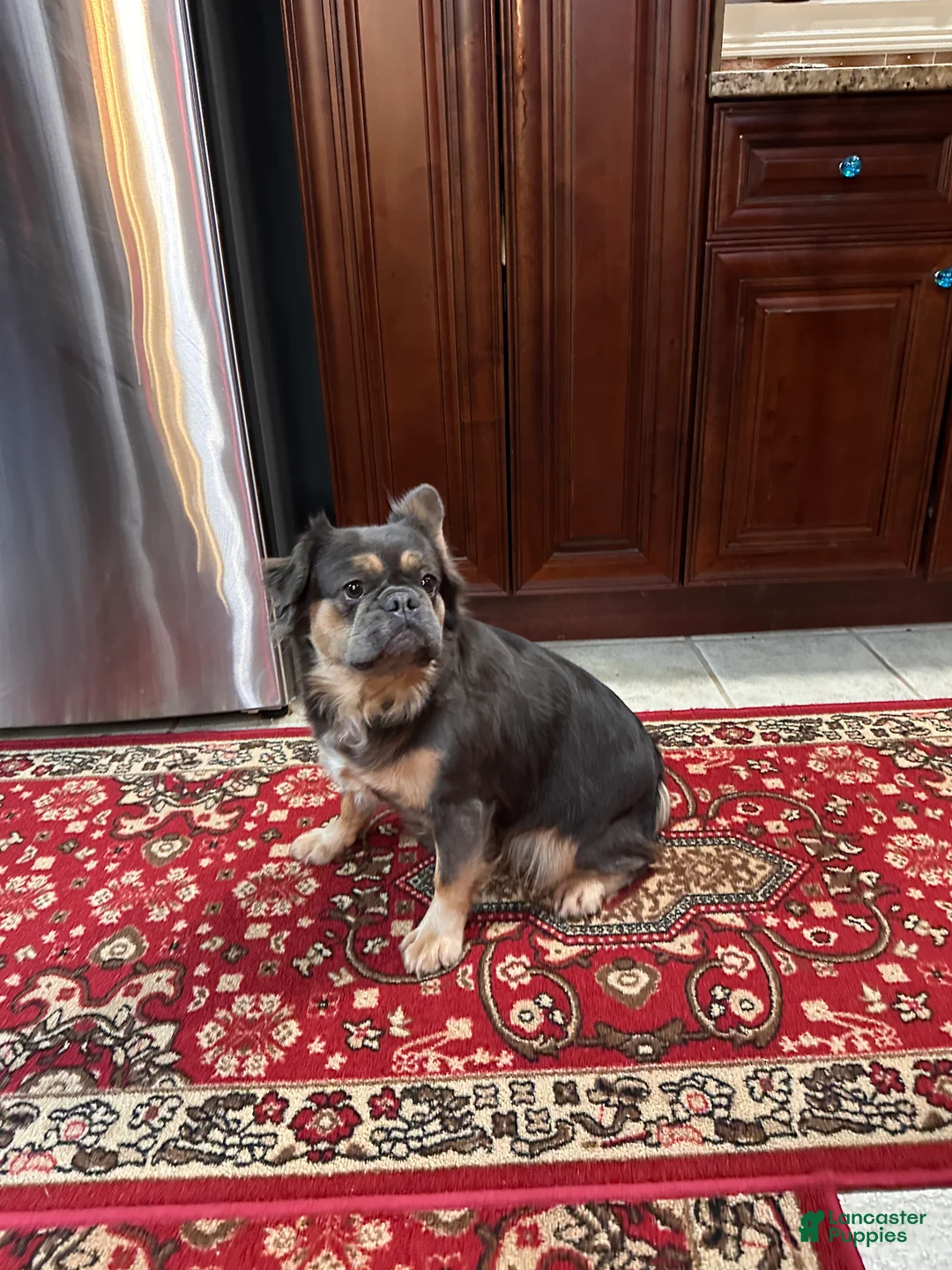 French Bulldog dogs for sale: Lily  - Ad 2