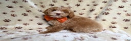Cockapoo dogs for sale: Breezy - Ad 3