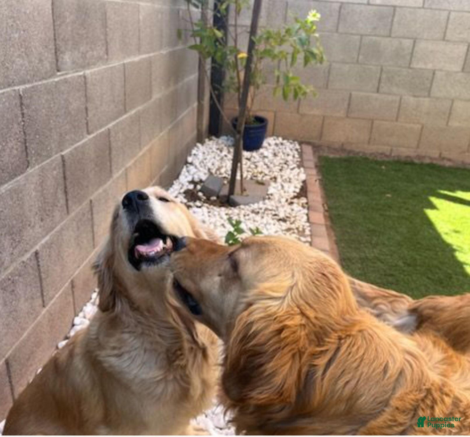 Golden Retriever dogs Golden Retriever 2 - Ad 2