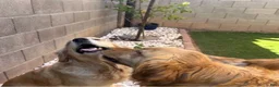 Golden Retriever dogs for sale: Golden Retriever 2 - Ad 2