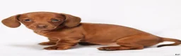 Miniature Dachshund dogs for sale: Willow - Ad 5