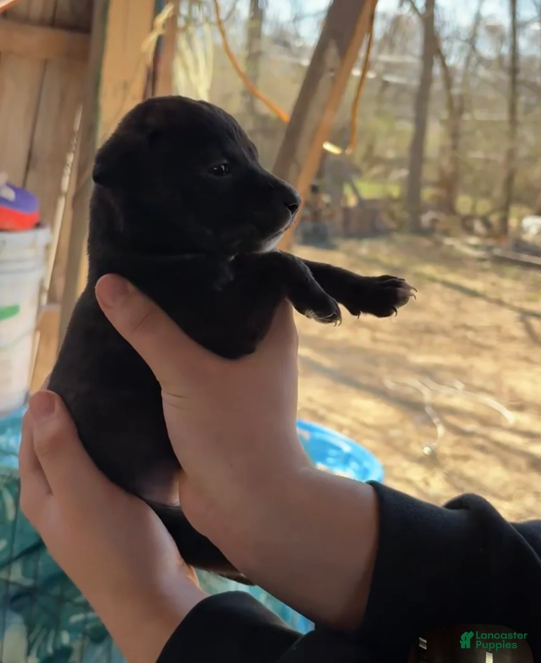 Mixed Breed dogs for sale: Mixed Breed Puppy 3 - Ad 1