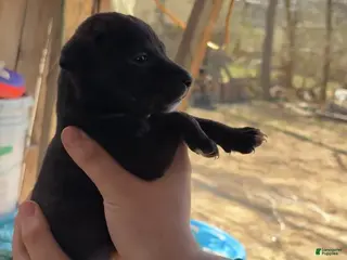 Mixed Breed dogs Mixed Breed Puppy 3 - Ad 28