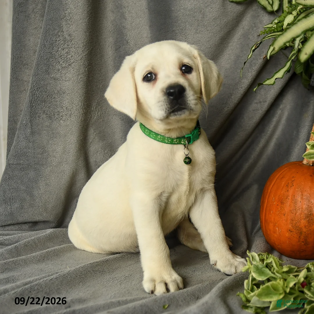 Labrador Retriever dogs for sale: Darla - Ad 1