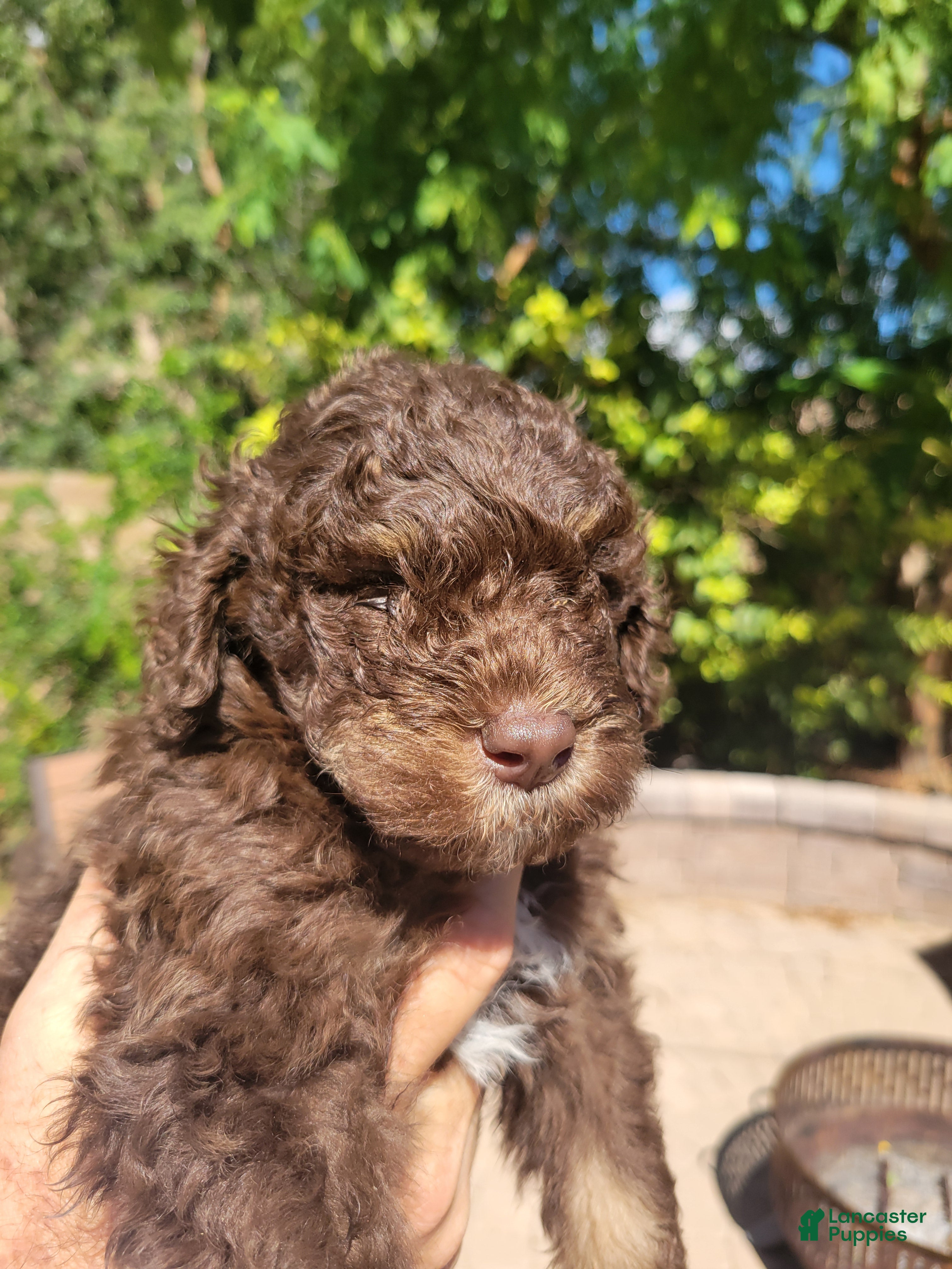 Aussiedoodle dogs for sale: Aussiedoodle Jaq - Ad 14