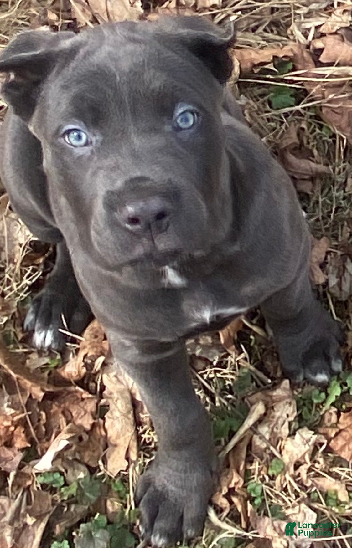 Cane Corso dogs Cane Corso Puppy 8 - Ad 9