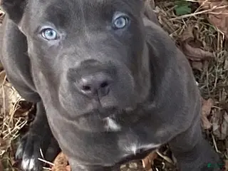 Cane Corso dogs Cane Corso Puppy 8 - Ad 9