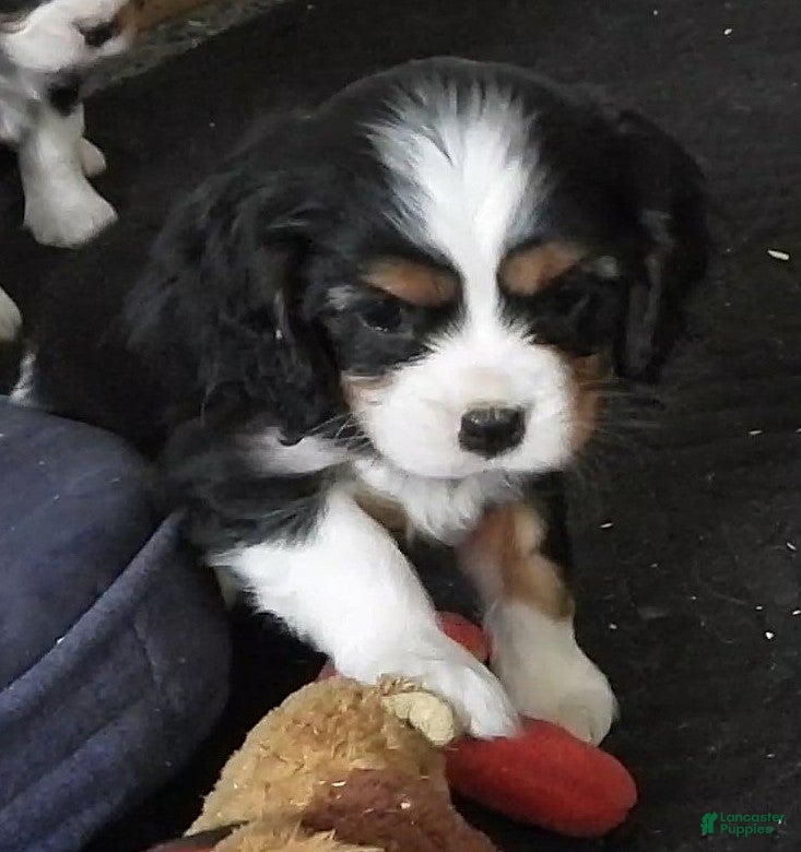 Cavalier King Charles Spaniel dogs #3 Male (Tiny's) - Ad 24