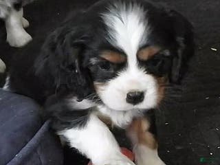 Cavalier King Charles Spaniel dogs #3 Male (Tiny's) - Ad 31