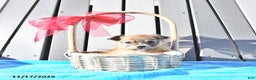 Chihuahua dogs for sale: Mr. Sparky (Long-Haired) - Ad 6