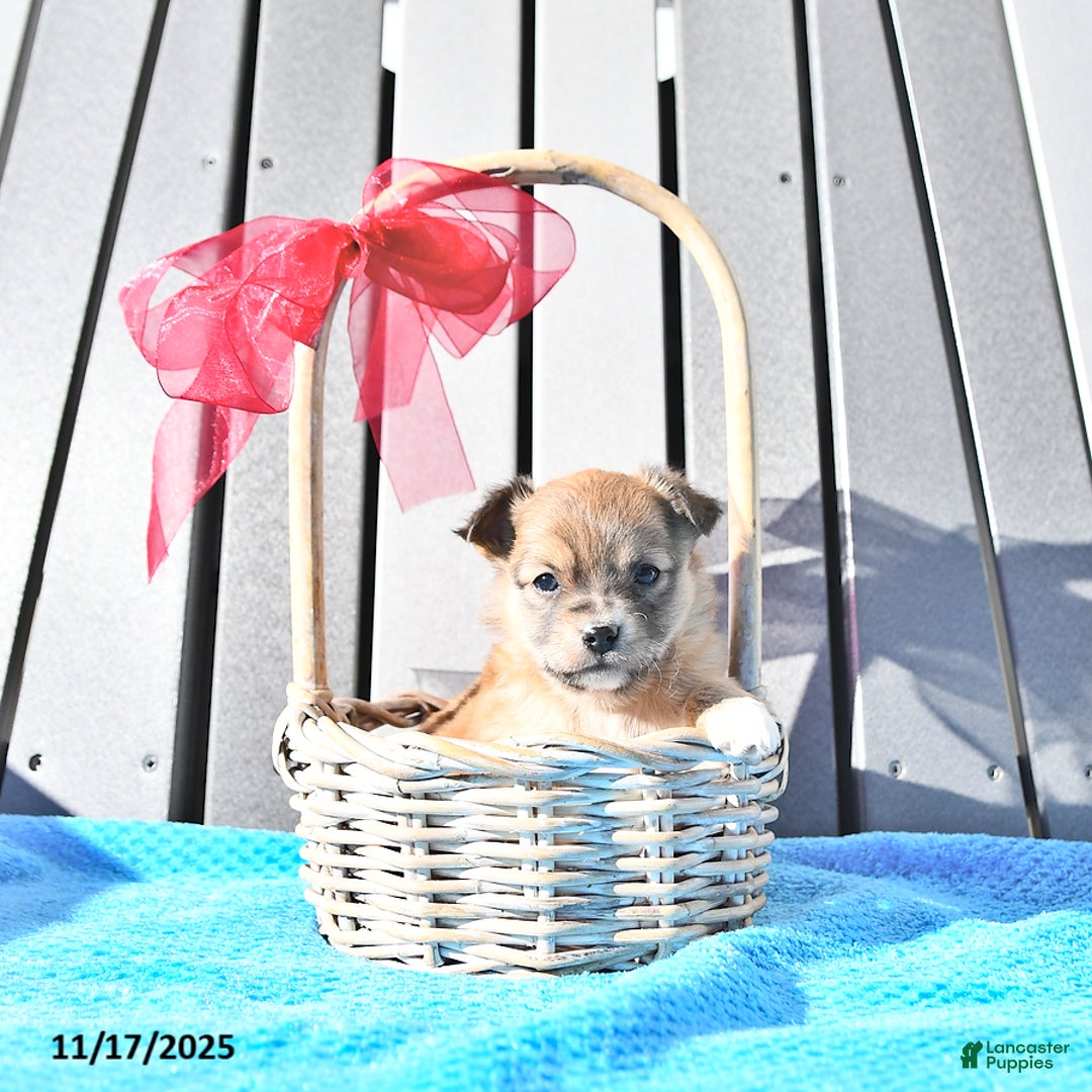 Chihuahua dogs for sale: Mr. Sparky (Long-Haired) - Ad 6