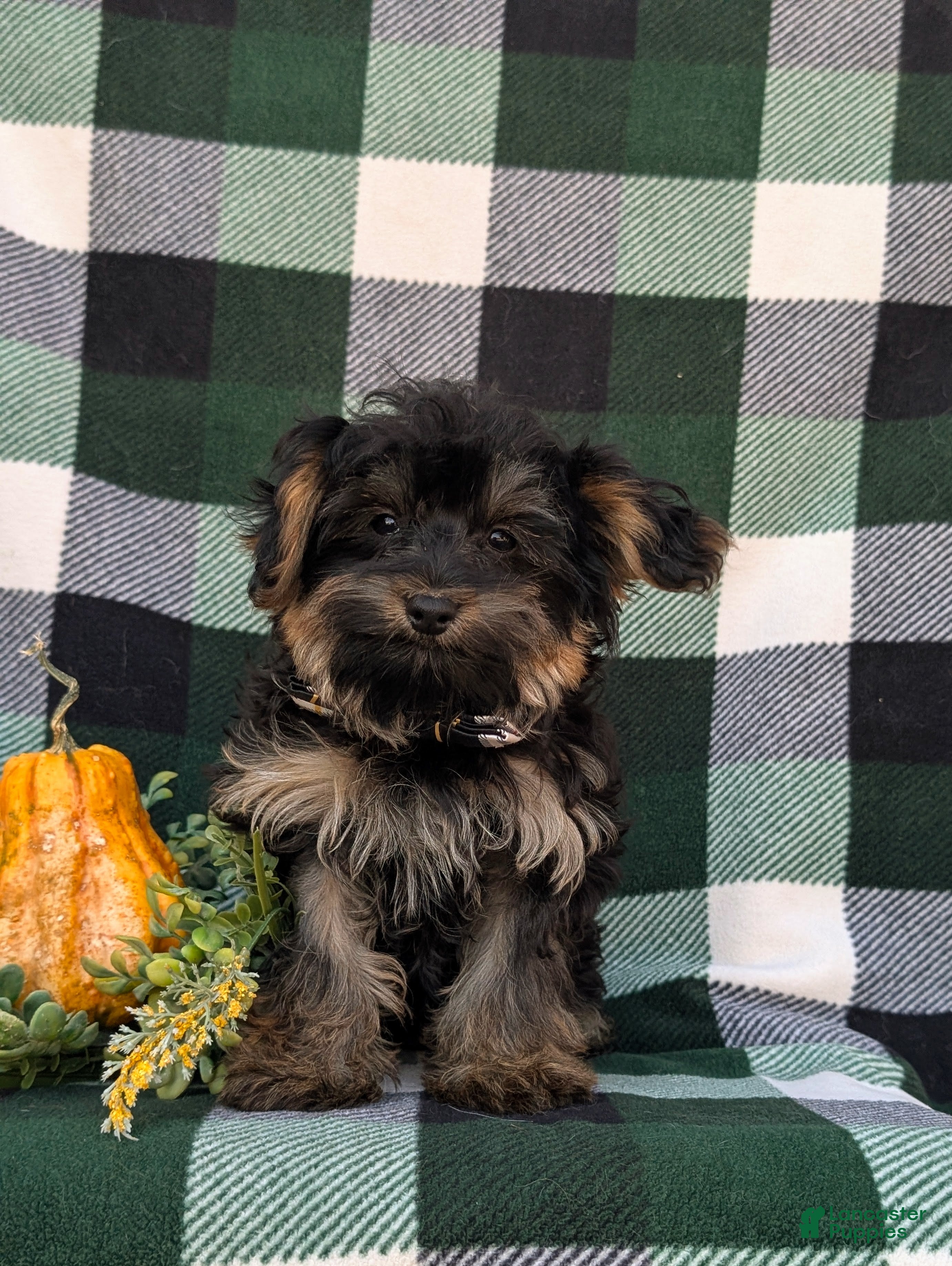 Yorkiepoo dogs for sale: Conroy - Ad 2