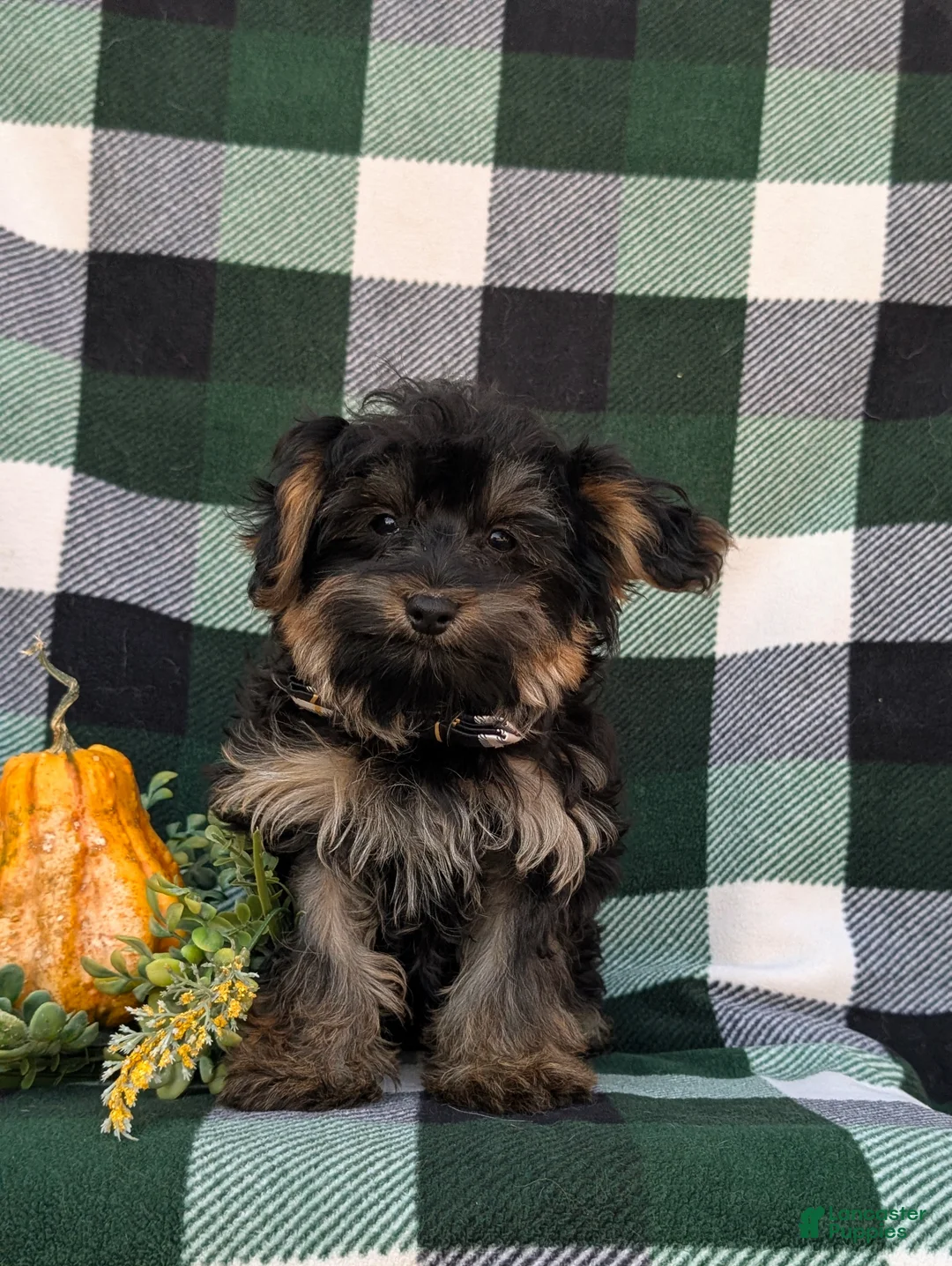 Yorkiepoo dogs for sale: Conroy - Ad 2