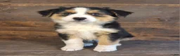 Australian Shepherd dogs for sale: Adam - Ad 7