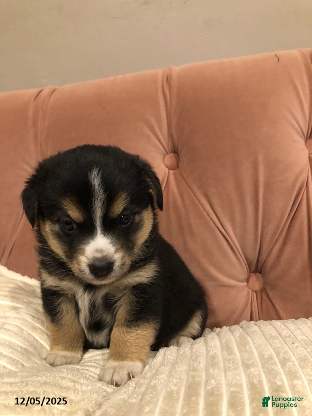 Mixed Breed dogs for sale: Saquon Barkley - Ad 2