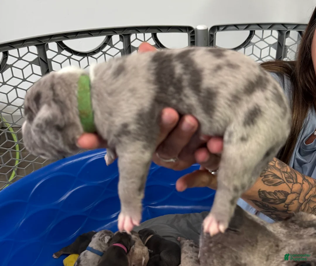 American Bully dogs for sale: Axel - XL American Bully Puppy  - Ad 1