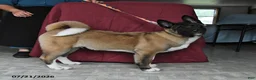 Akita dogs for sale: Richard - Ad 5