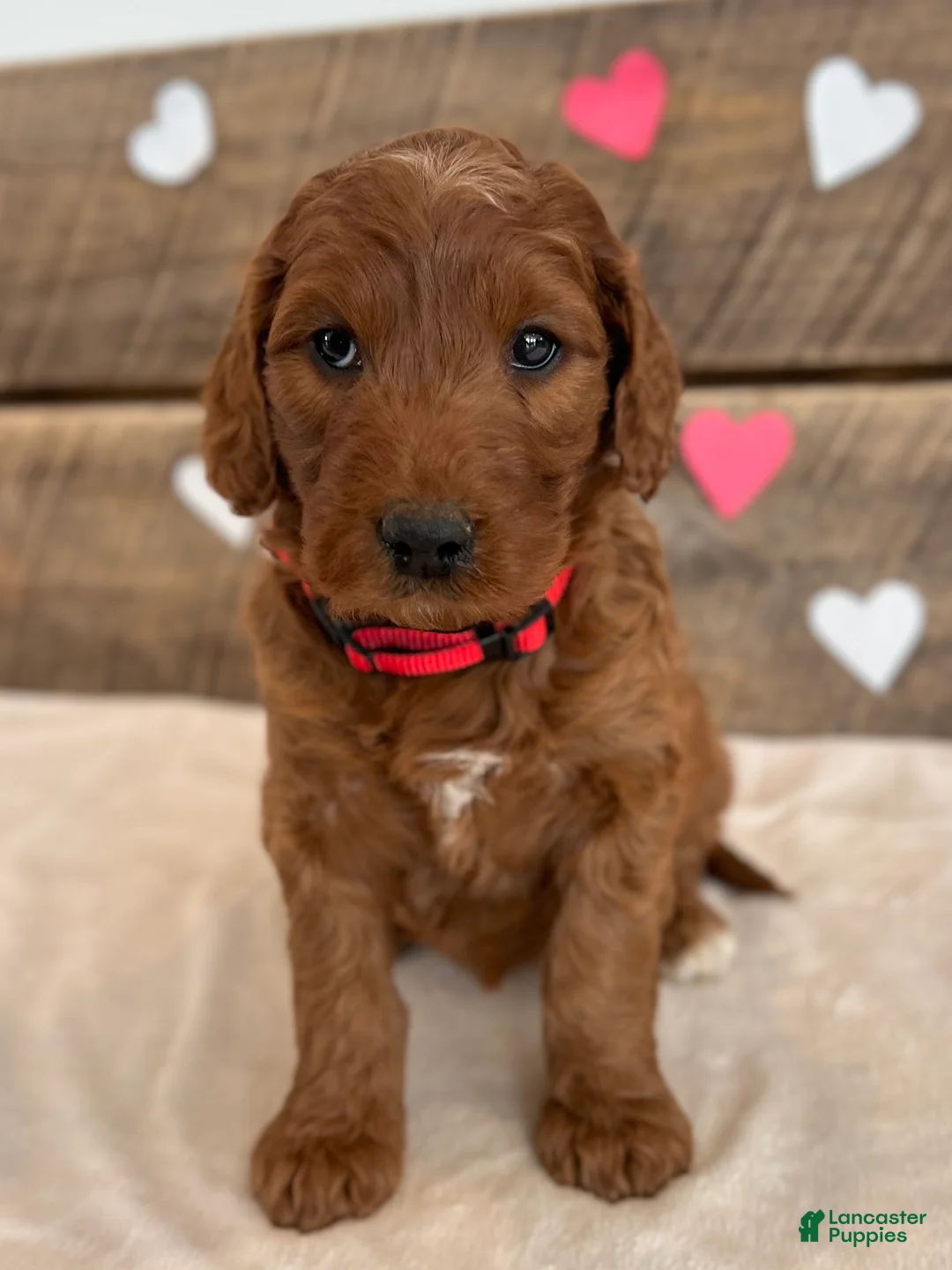 Irish Doodle dogs for sale: Scarlett - Ad 19