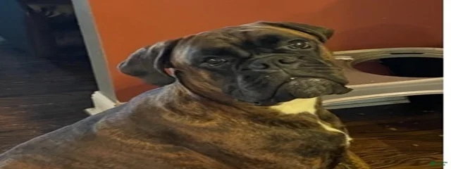 Canelo
