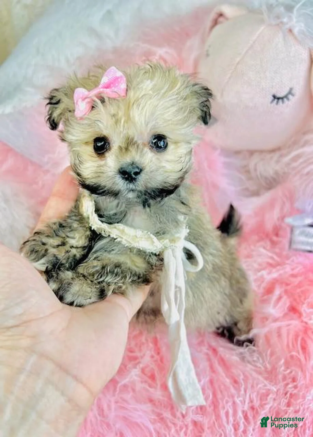 Pomapoo dogs for sale: Pomapoo Puppy 1 - Ad 1