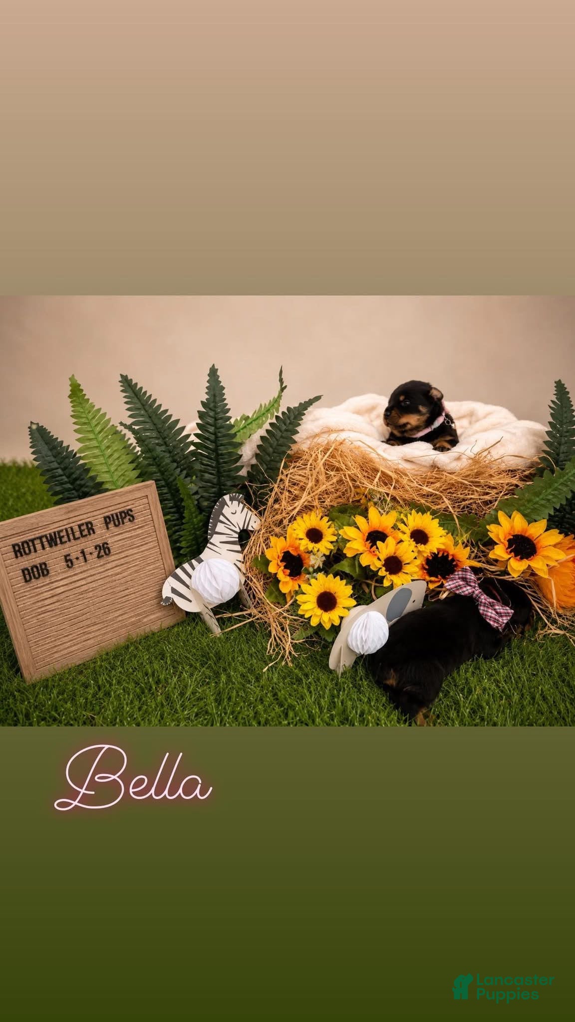 Rottweiler dogs Bella - Ad 13