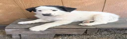 Border Collie dogs for sale: Border Collie 1 - Ad 4