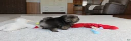 Pomeranian dogs for sale: Tiny Timmy - Ad 3