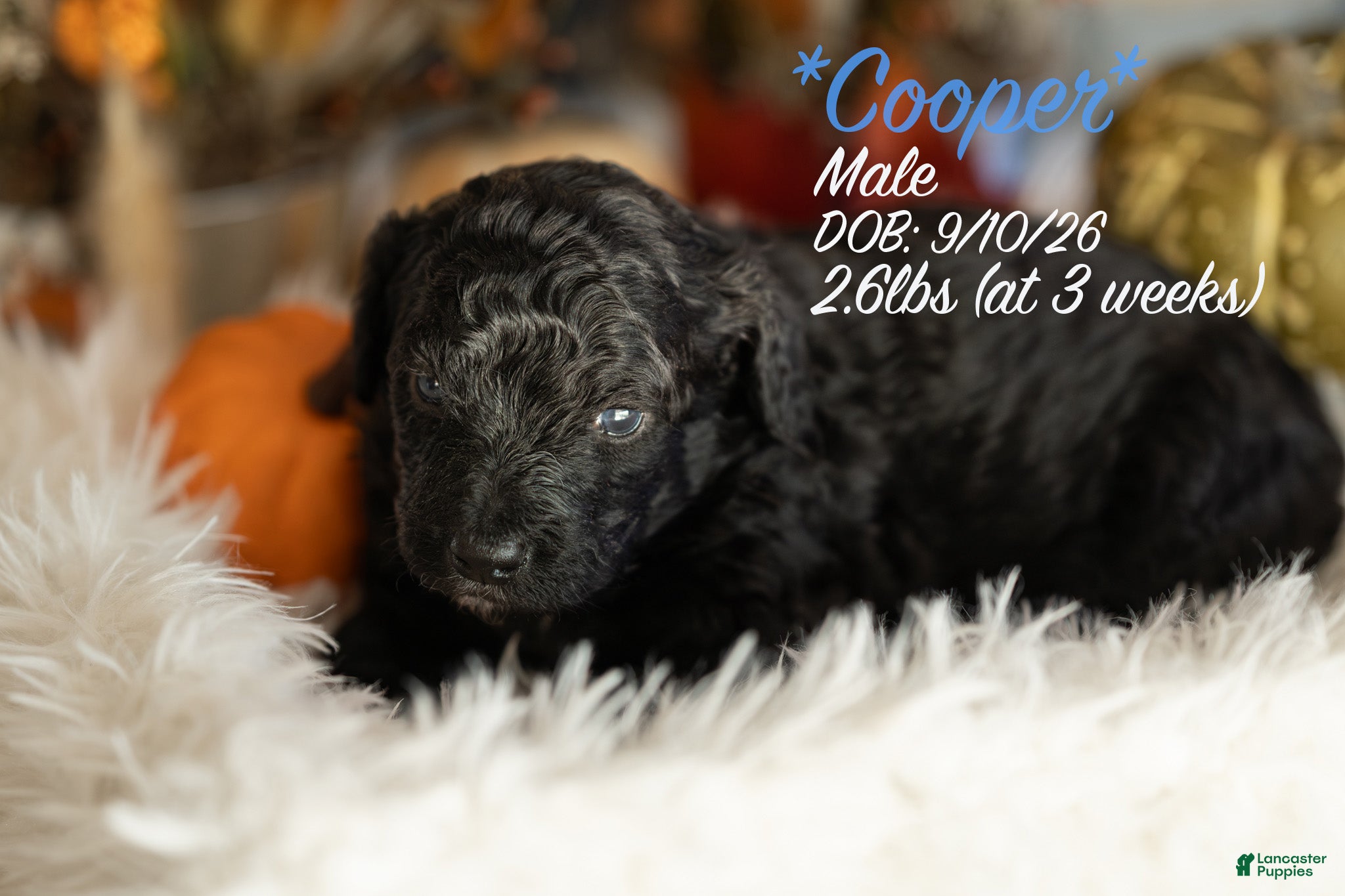 Bernedoodle dogs Cooper - Ad 14