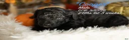 Bernedoodle dogs for sale: Cooper - Ad 1