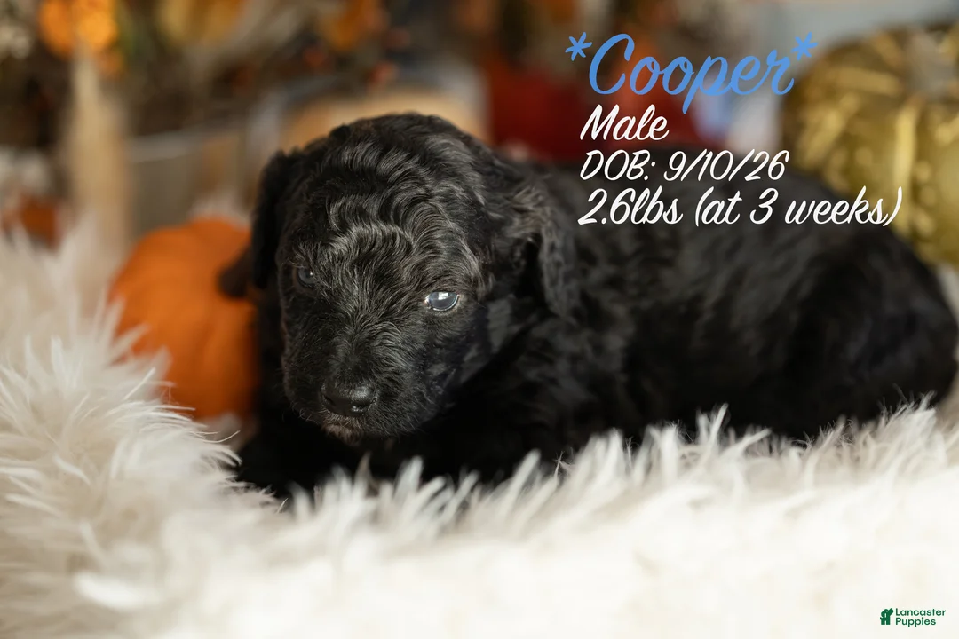 Bernedoodle dogs for sale: Cooper - Ad 1