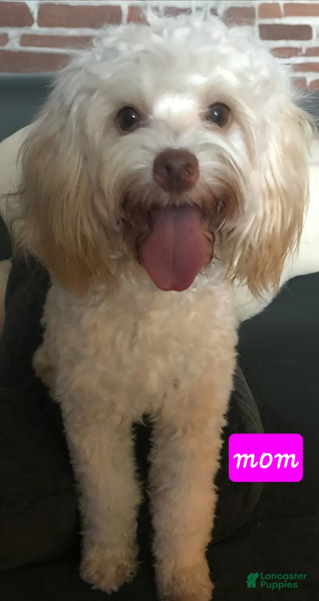 Chipoo dogs for sale: Chipoo Puppy 1 - Ad 2