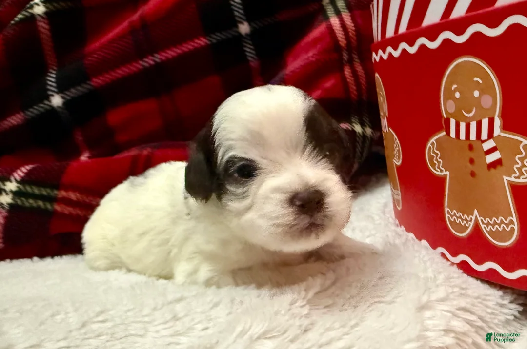 Shihpoo dogs for sale: Oliver  - Ad 6