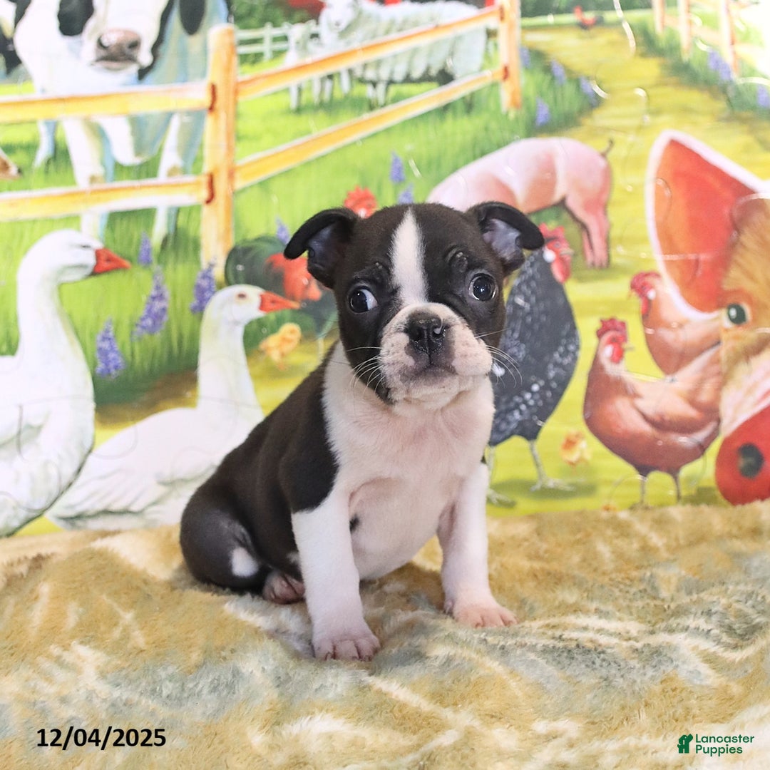 Boston Terrier dogs for sale: Roscoe - Ad 1
