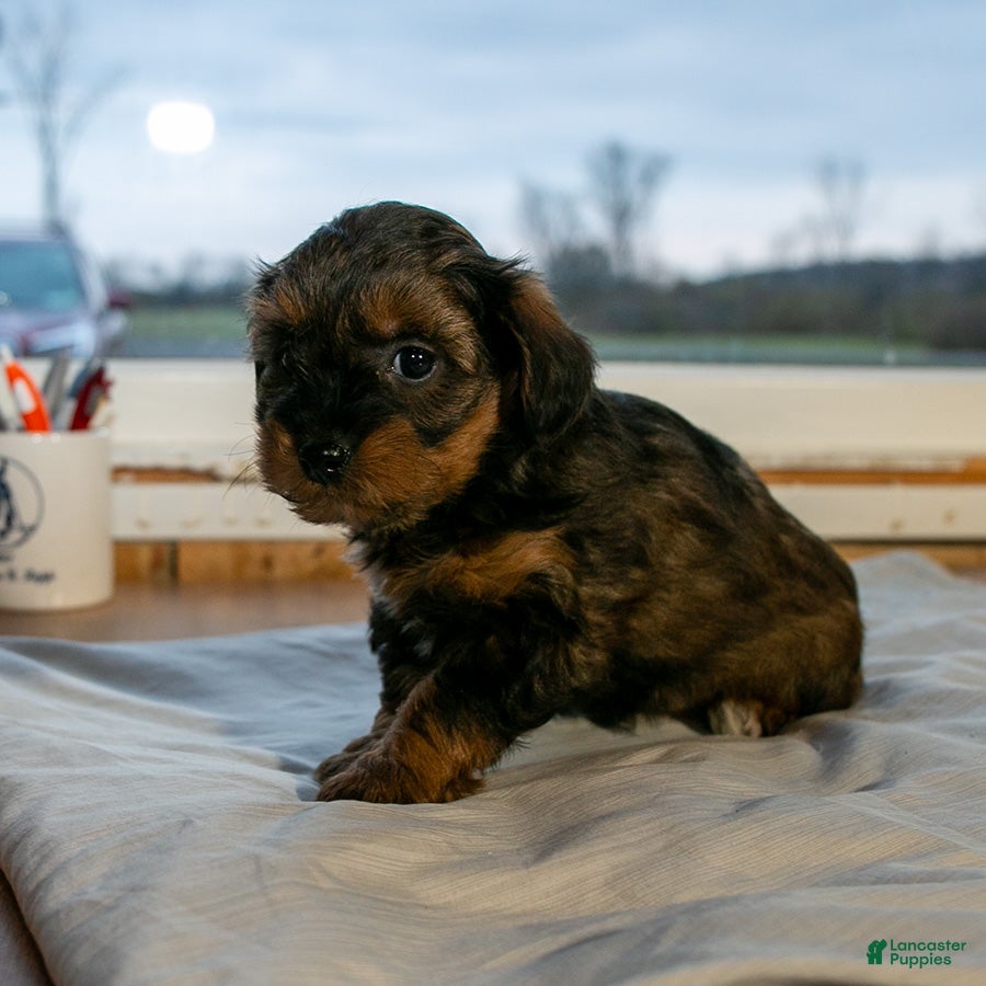 Mixed Breed dogs for sale: Becky female Shorkie Poo - Ad 1