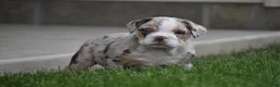 Beabull dogs for sale: Ace  - Ad 3