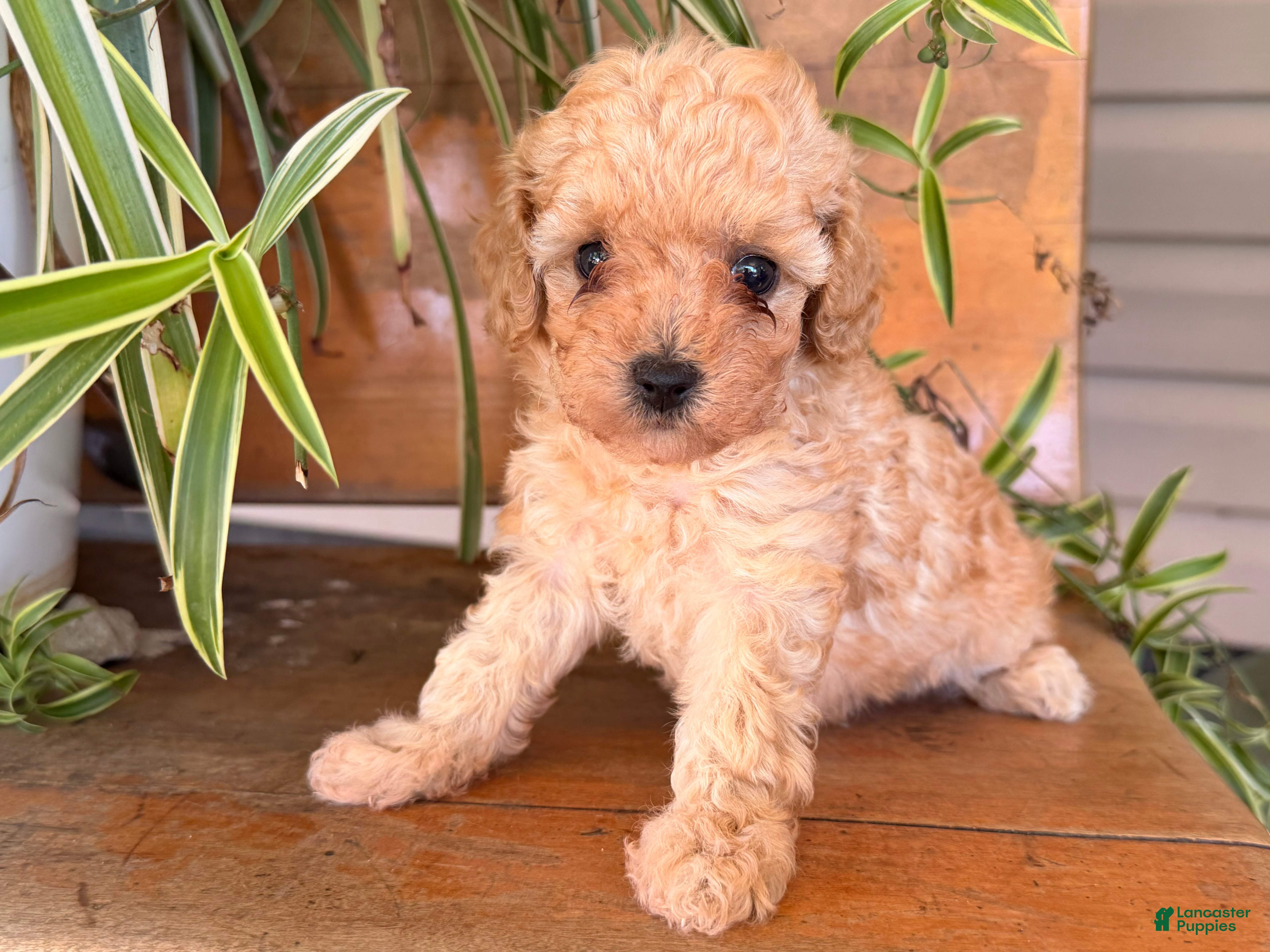 Toy Poodle dogs Missy - Ad 1